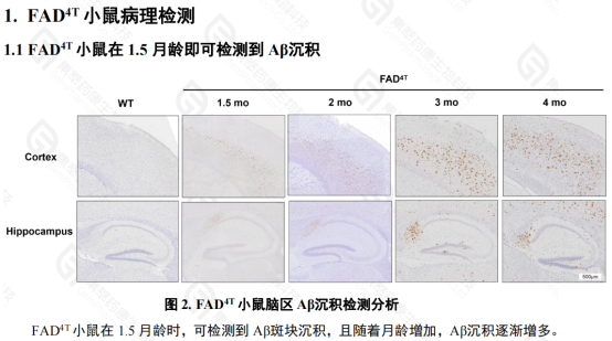 FAD4T自發(fā)阿爾茲海默癥模型(圖1)