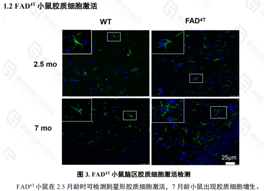 FAD4T自發(fā)阿爾茲海默癥模型(圖2)