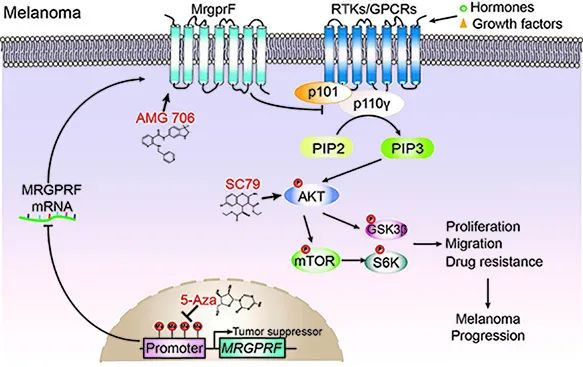 發(fā)現(xiàn)抑癌基因MrgprF在皮膚黑色素瘤中的調(diào)控機(jī)制(圖1)