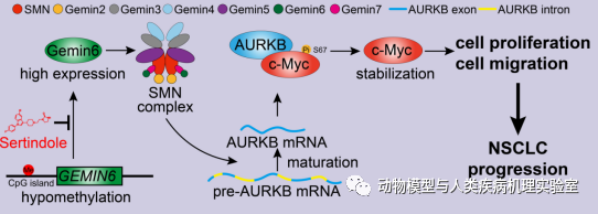 發(fā)現(xiàn)Gemin6在非小細胞肺癌中的調(diào)控機理?(圖1)