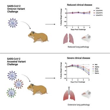 倉(cāng)鼠試驗(yàn)：SARS-CoV-2 omicron變異體的致病性降低(圖1)