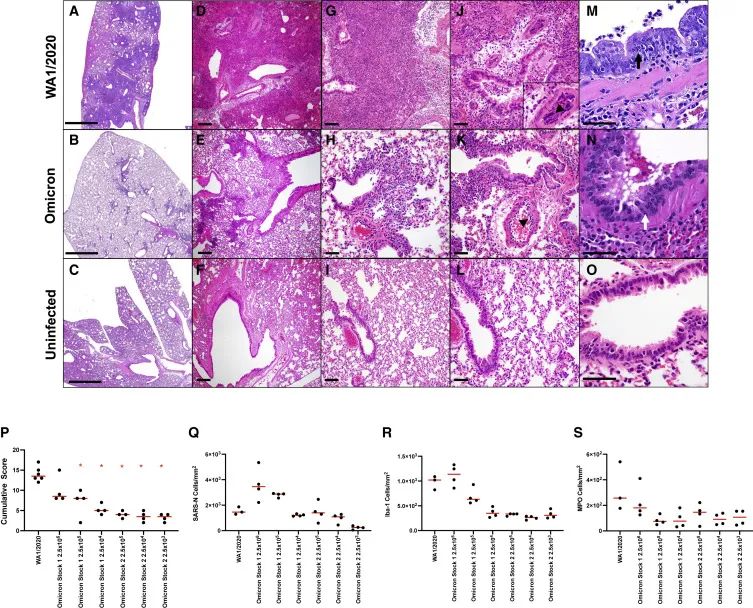 倉(cāng)鼠試驗(yàn)：SARS-CoV-2 omicron變異體的致病性降低(圖4)