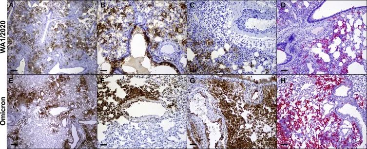 倉(cāng)鼠試驗(yàn)：SARS-CoV-2 omicron變異體的致病性降低(圖5)